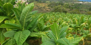 坦桑尼亚烟草代表团参观江川烟草生产种植区